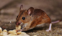 24 Hour & Emergency Exterminators in Claudville, VA